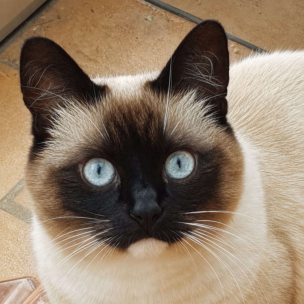 Leinwandbild Birma-Katze mit blauen Augen